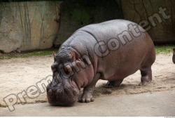 Hippo # 2